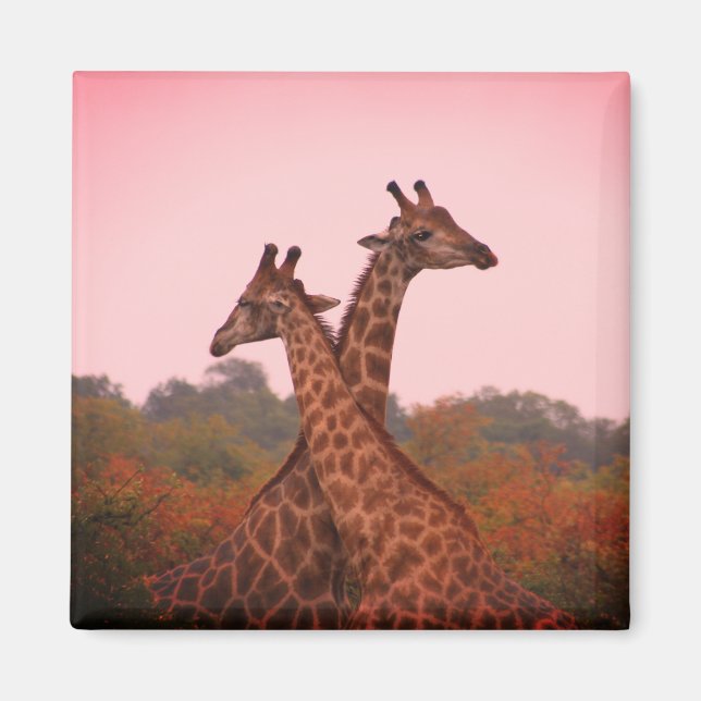 Giraffes with a pink sky  magnet (Front)