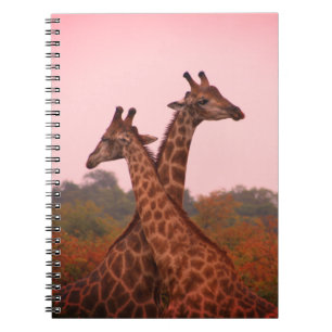 Giraffes with a pink sky  notebook