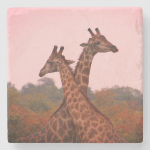 Giraffes with a pink sky  stone coaster