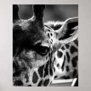 Giraffs Eye Poster