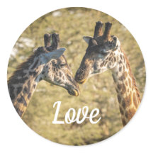 Giraffs in Love Sticker