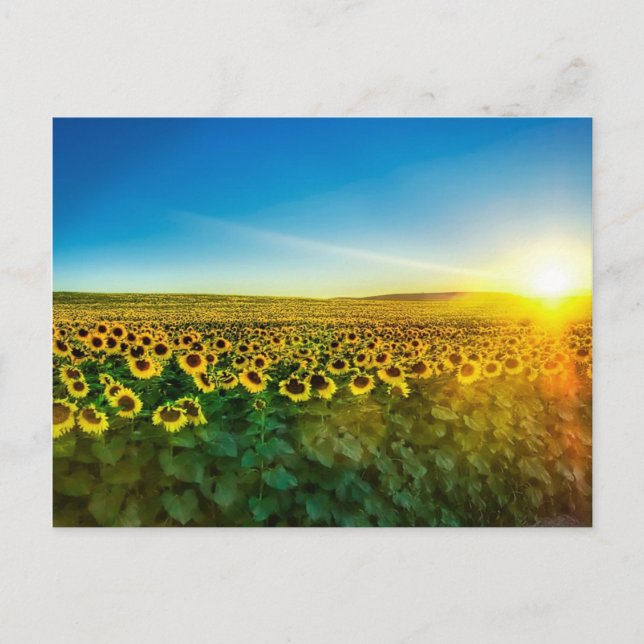 Girassol - Sunflower Three Postcard (Front)