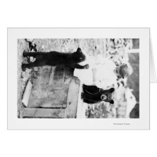 Girl Playing with Bear Cub in Seward