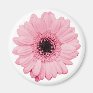 Girly pink magnet w/ beautiful gerbera flower