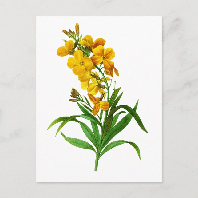 Giroflee Jaune by Pierre Joseph Redoute Postcard (Front)