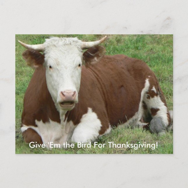 Give 'Em the Bird For Thanksgiving Cow Postcard (Front)