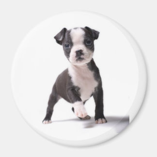 Give Me Your Paw Boston Puppy Magnet