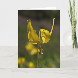 Glacier Lilly 09 Card