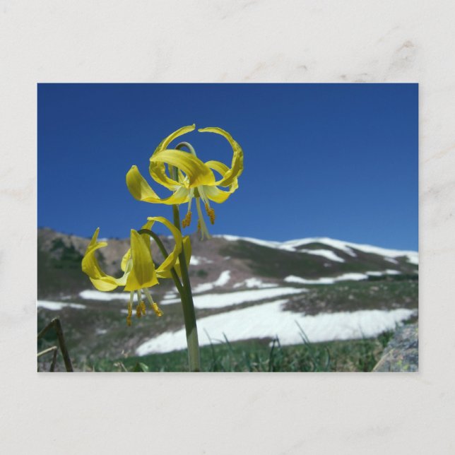 Glacier Lily Postcard (Front)