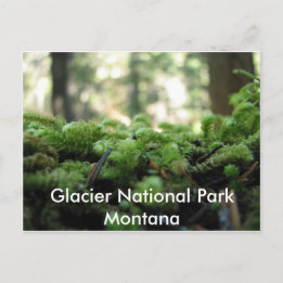 Glacier National Park, Montana Mossy Postcard