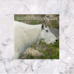 Glacier National Park Mountain Goat Photo Ceramic Tile