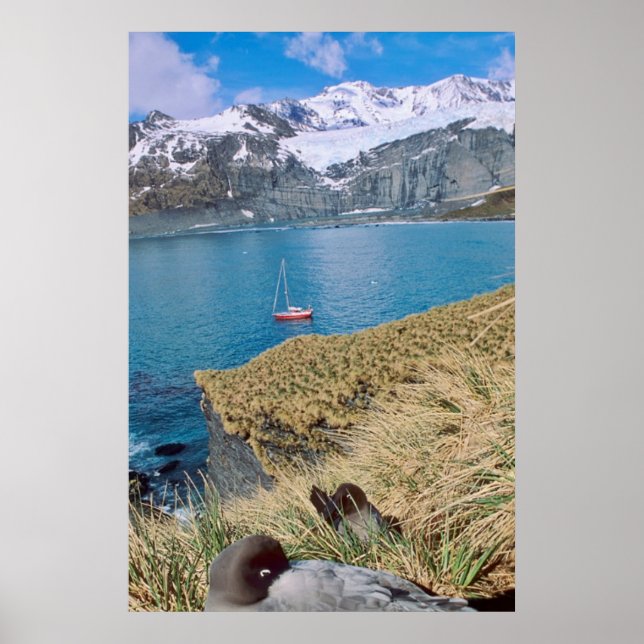 Glaciers and sailing yacht in background poster (Front)