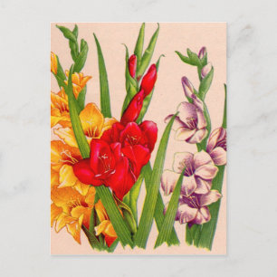gladiola flowers gladioli flowers postcard