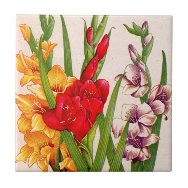 gladiola flowers gladioli flowers tile (Front)