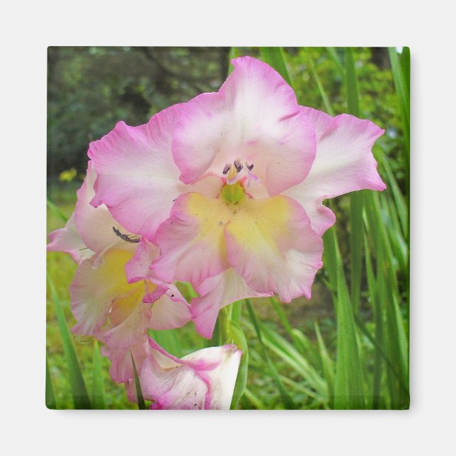 Gladiola magnet (Front)