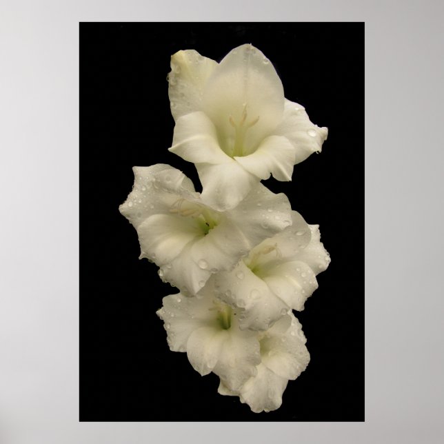 Gladiolas Poster (Front)