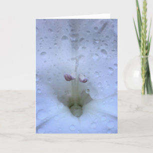 Gladioli, card