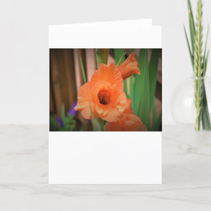 Gladioli, card