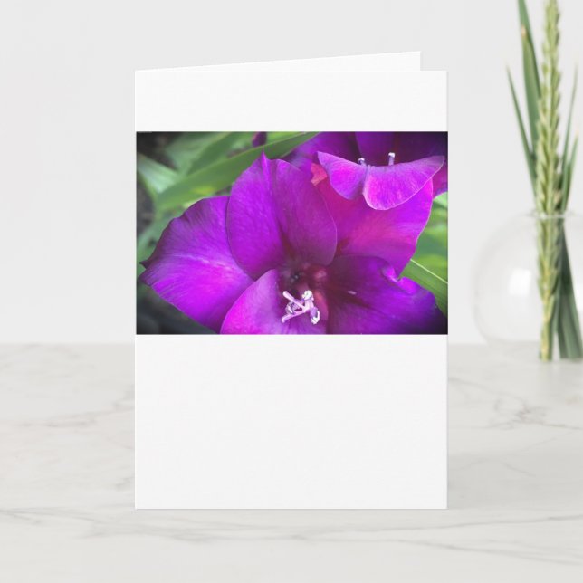 Gladioli, card (Front)