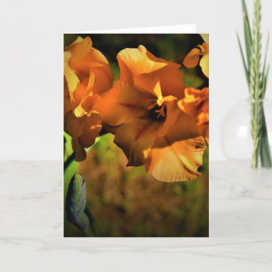 Gladioli, card