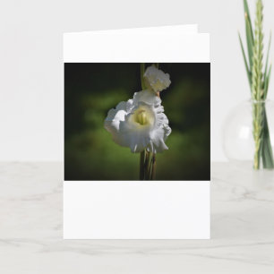 Gladioli, card