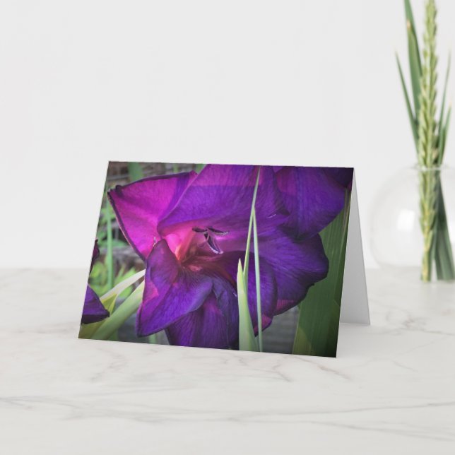 Gladioli, card (Front)