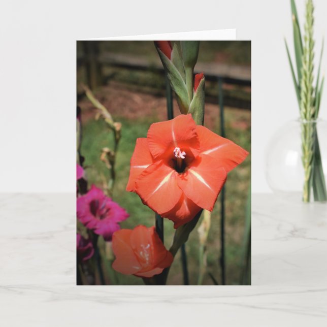 Gladioli, card (Front)