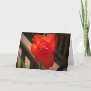 Gladioli, card