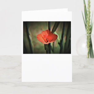 Gladioli, card
