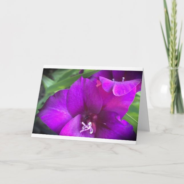 Gladioli, card (Front)