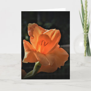 Gladioli, card