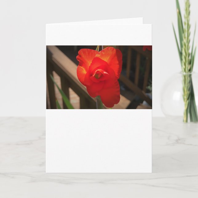 Gladioli, card (Front)