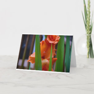 Gladioli, card
