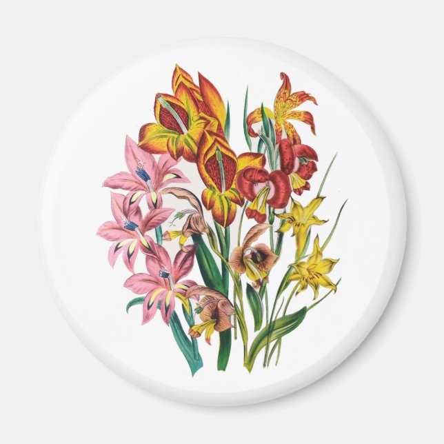 Gladioli Magnet (Front)