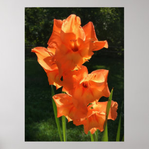 Gladioli, Poster