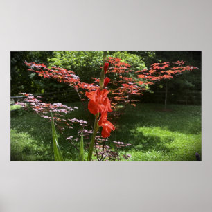 Gladioli, Poster
