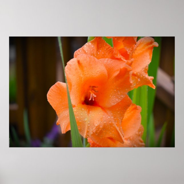 Gladioli, Poster (Front)