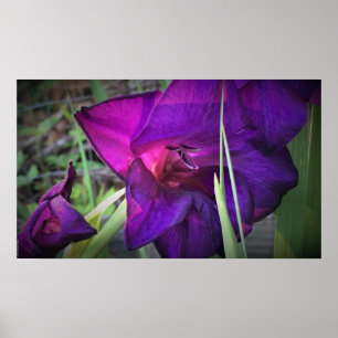 Gladioli, poster