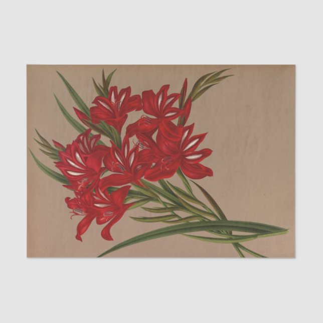 Gladiolus Cardinalis by Arentina Hendrica Arendsen Tissue Paper (Front)