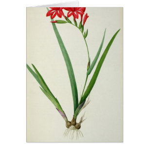 Gladiolus Cardinalis, from `Les Liliacees', 1805