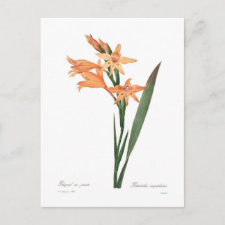 Gladiolus cuspidatus postcard