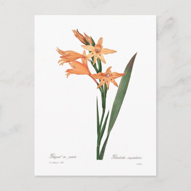 Gladiolus cuspidatus postcard (Front)