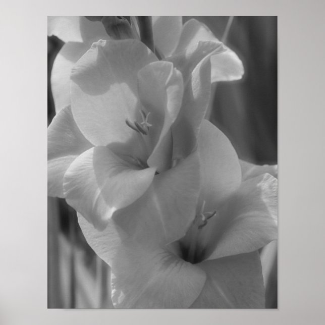 Gladiolus Flower Black And White Close Up  Poster (Front)