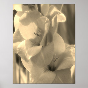 Gladiolus Flower Sepia Tint Close Up   Poster