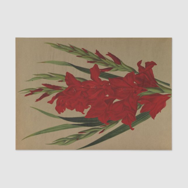 Gladiolus Gandavensis. Var. Brench Leyensis Tissue Paper (Front)