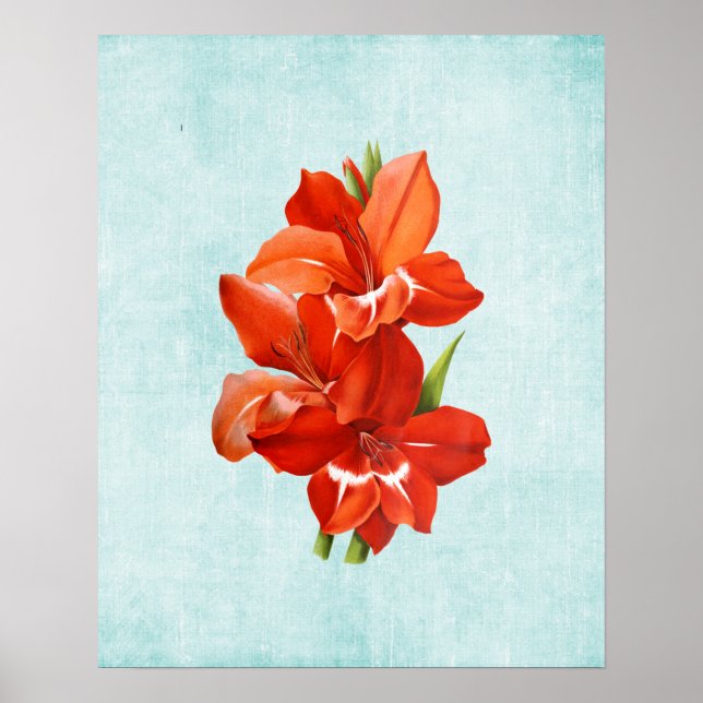 Gladiolus Illustration on Aged Denim Poster (Front)