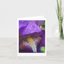 Gladiolus in the rain