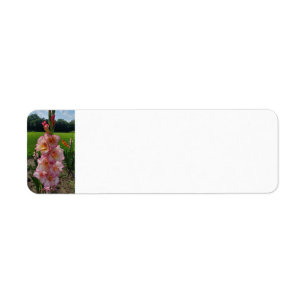 Gladiolus Return Address Label