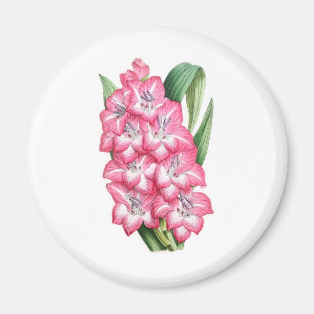 Gladiolus Ulysse Magnet (Front)