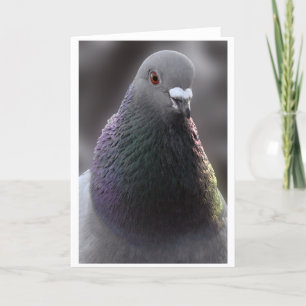 Glasgow Pigeon Card